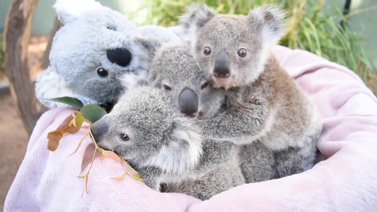 Surrogate Carer Saves Koala Joey After Mother Develops Mastitis