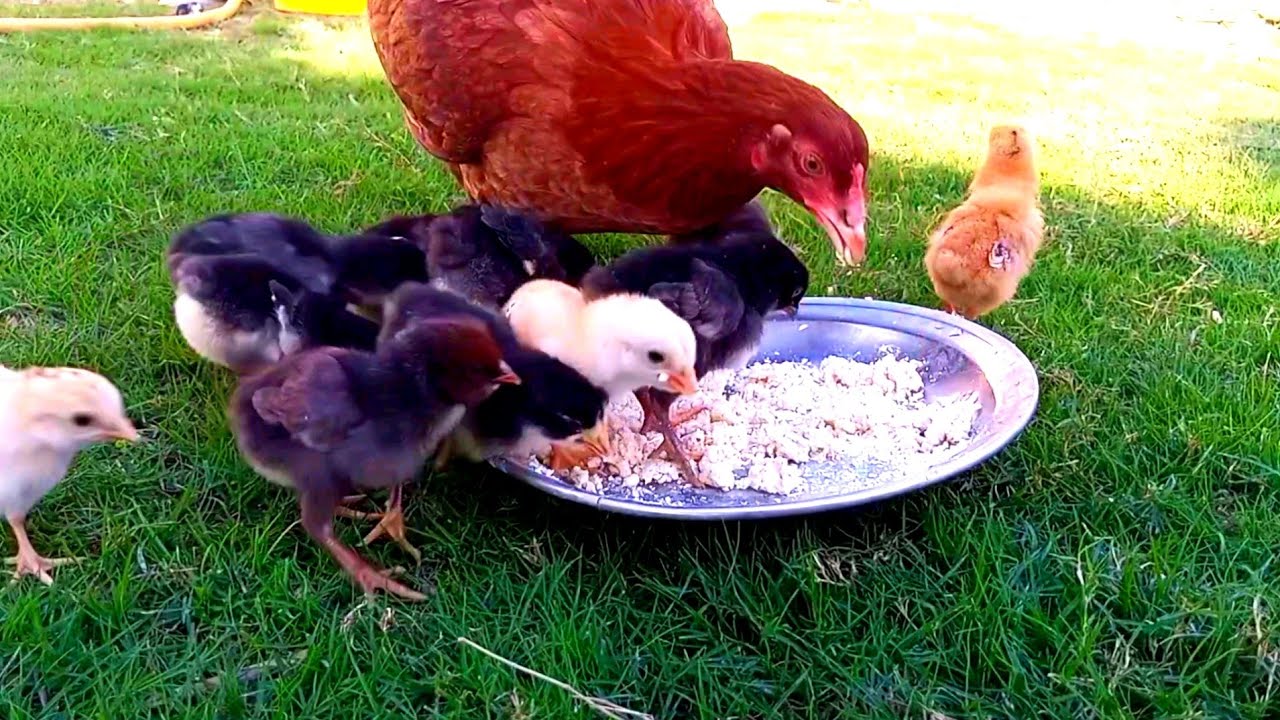 New born Baby chicks and mother hen eating 🐥 | cute chickens