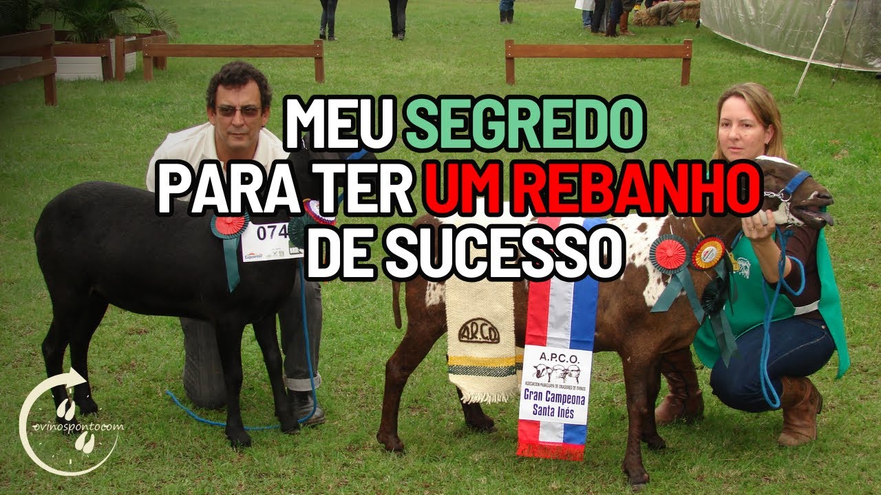 Como criar ovinos de qualidade e com resultado