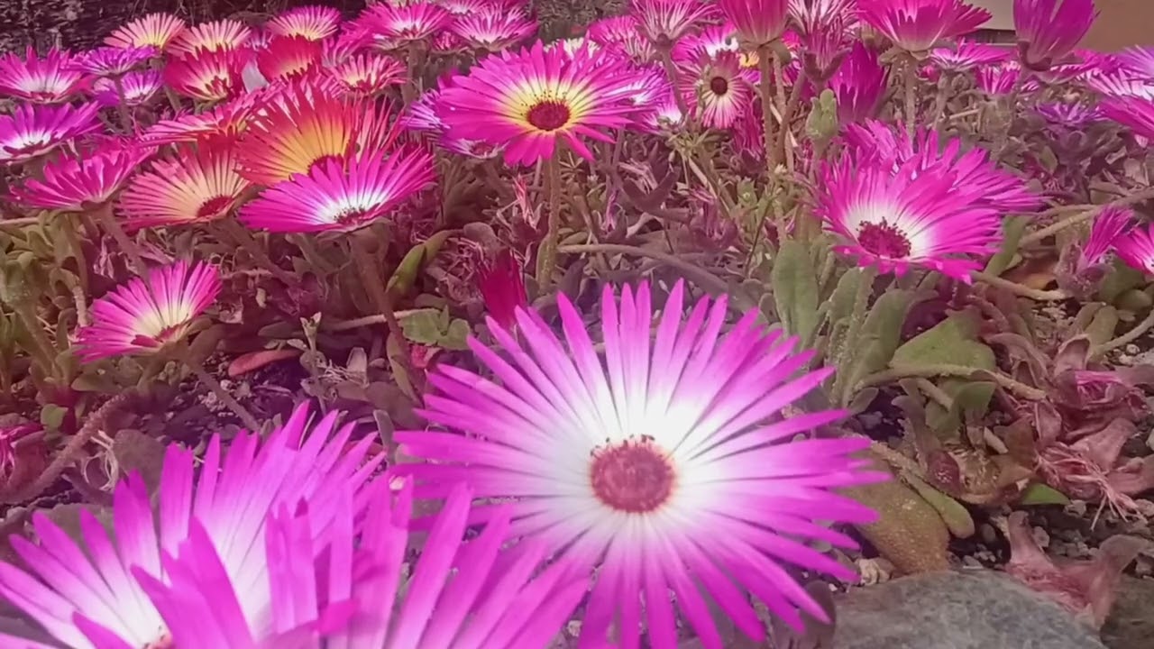 Flower for video wall, Background video hd 