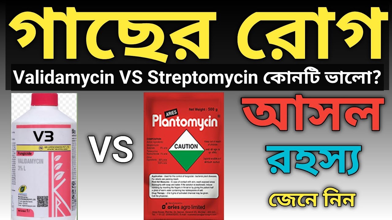গাছের কোন রোগ হলে এন্টিবায়োটিক ব্যবহার করবেন//Plant Bacterial Disease Control 💯