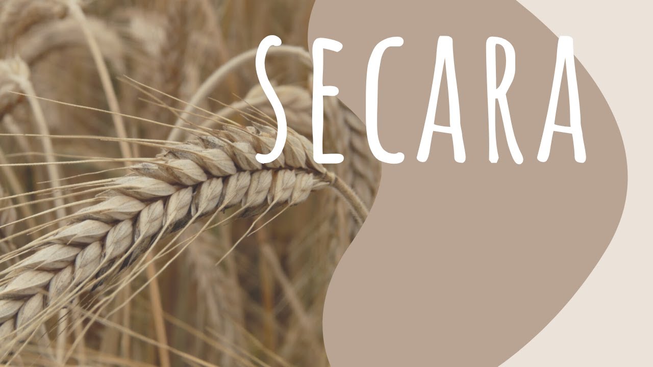 Totul despre secara - beneficii, proprietati | HRANA VIE