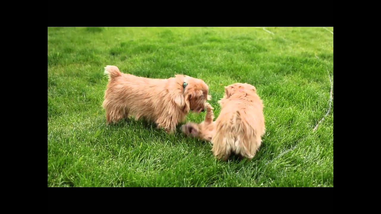 Norfolk Terriers
