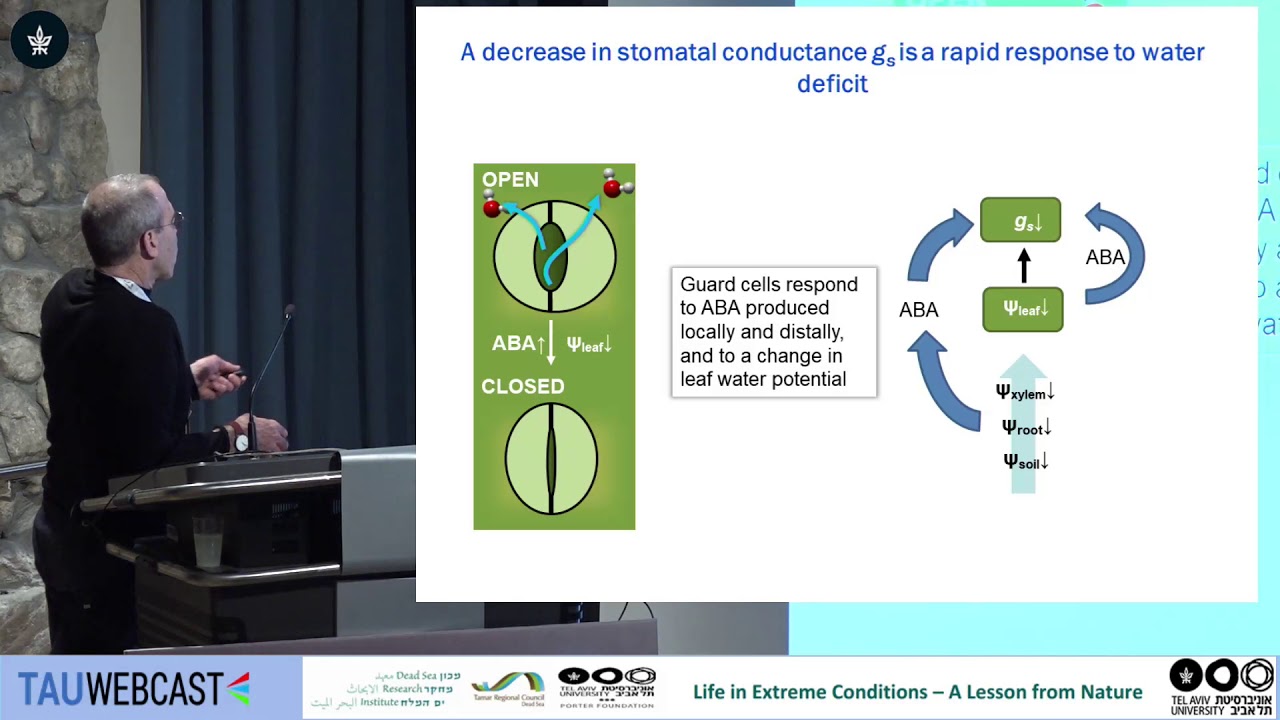 Mechanisms that monitor the development of plants in response to heat stress, drought and salt