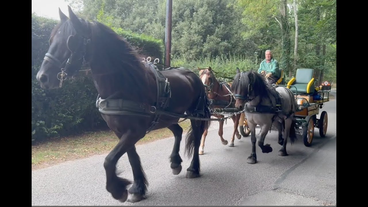 First Time in a Unicorn with a Pair of Young Horses