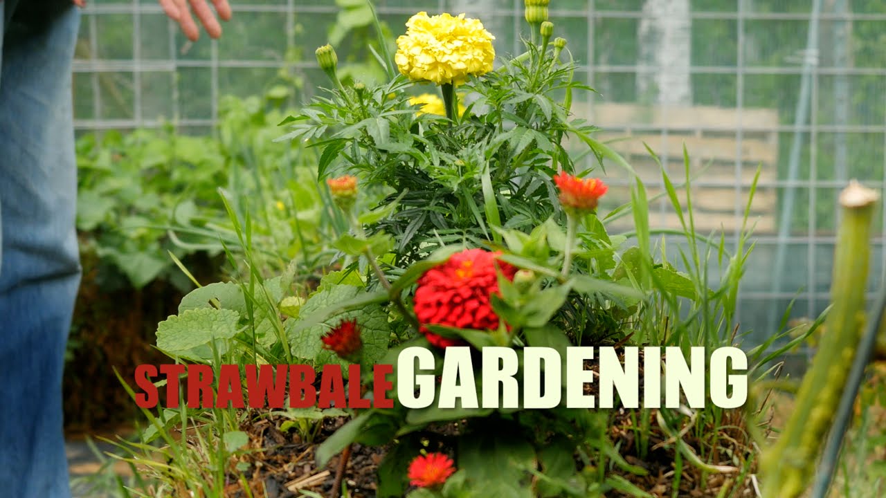 Doc's straw bale garden