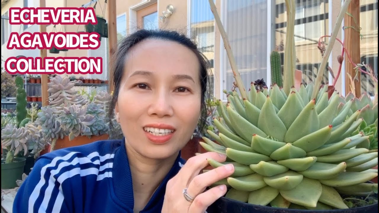 #385 MY ECHEVERIA AGAVOIDES SUCCULENT COLLECTION | BỘ SƯU TẬP SEN ĐÁ ĐẾ VƯƠNG KHỦNG NHÀ LÊLÊ