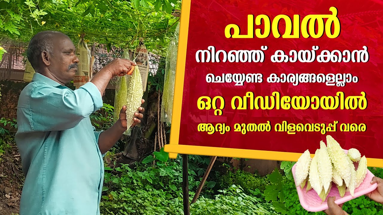 പാവൽ നിറഞ്ഞ് കായ്ക്കാൻ ചെയ്യേണ്ട കാര്യങ്ങൾ മുഴുവനായും | Paaval Krishi Malayalam | Puppet cultivation
