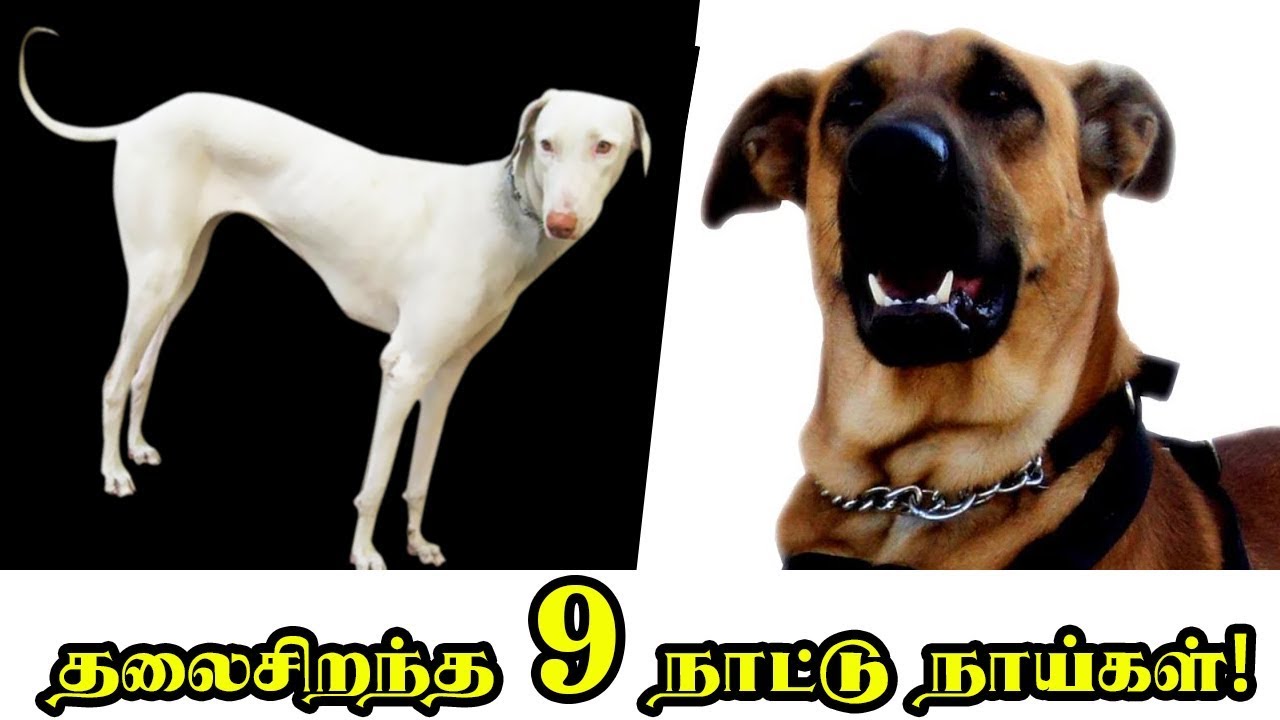 இந்தியாவின் தலைசிறந்த 9 நாட்டு நாய்கள்! | 9 Indian Dog Breeds You Never Knew About