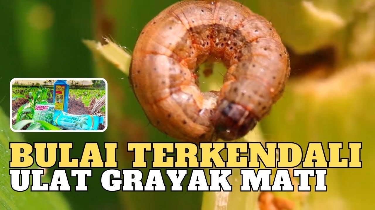 Cara membasmi hama ulat di pucuk jagung, dosis insektisida emacel 30ec untuk jagung