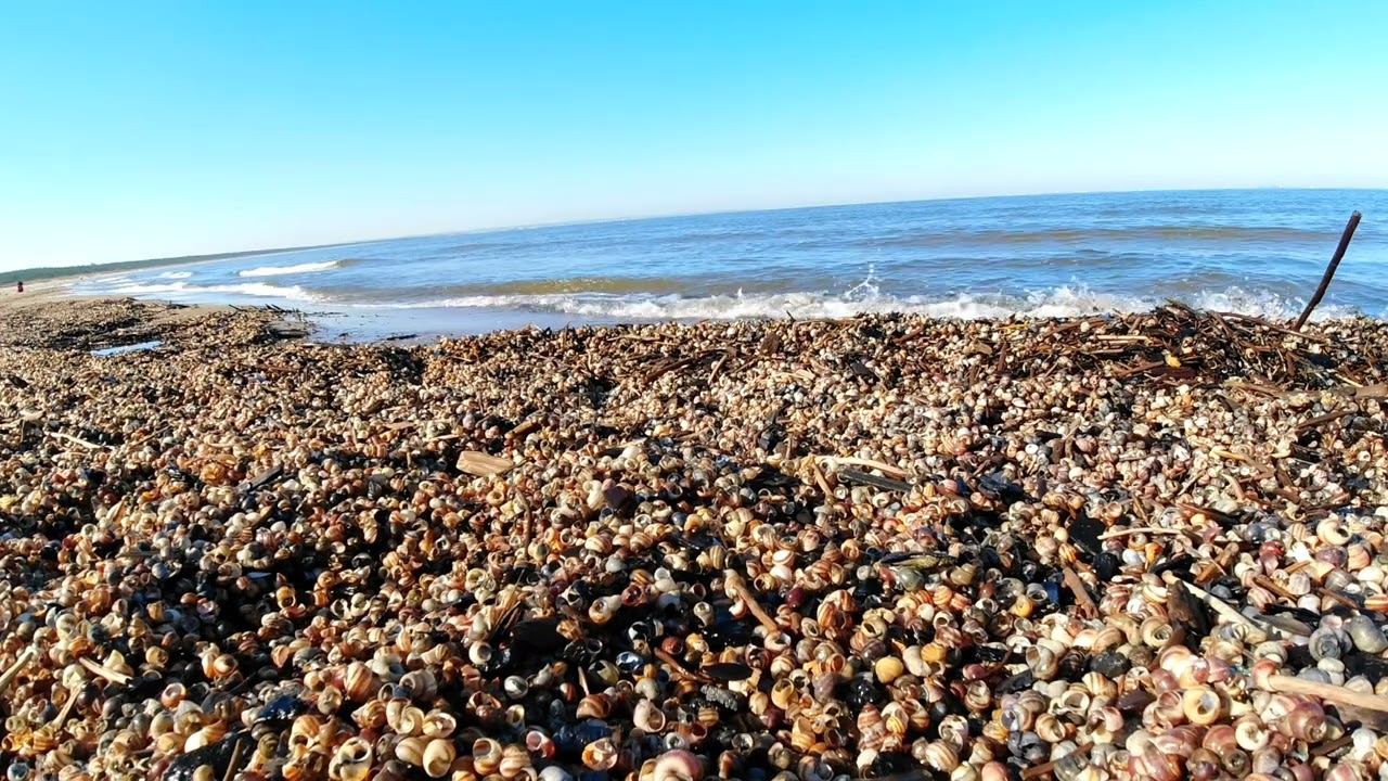 MUSZLE  MORZE BAŁTYCKIE I RELAKS (Relaxation with the Baltic Sea)