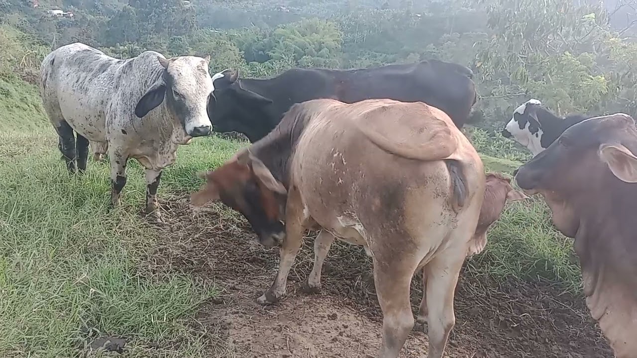El malacaroso noooo que va, si es un consentimiento 