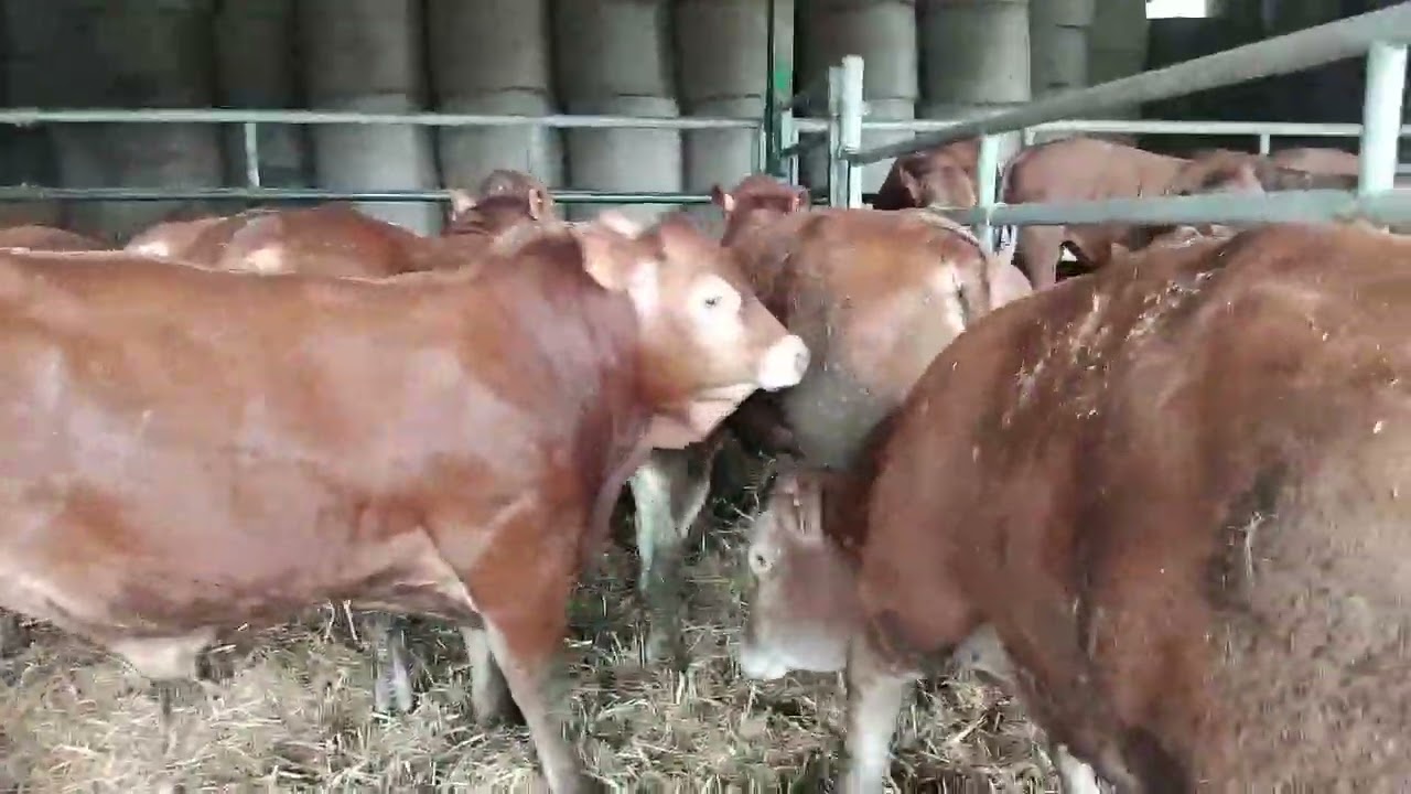 VENTE EN VIDEO : UN LOT DE 40 BROUTARDS LIMOUSINS