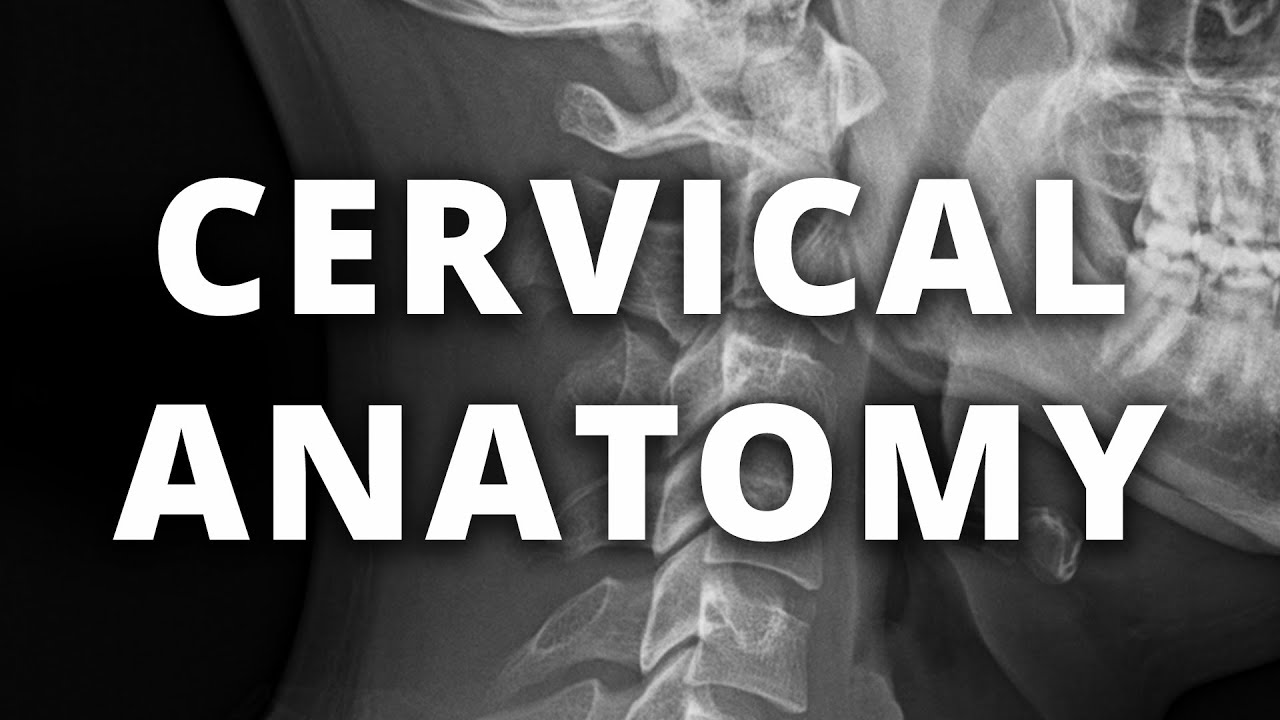 Normal radiographic anatomy - cervical spine xray