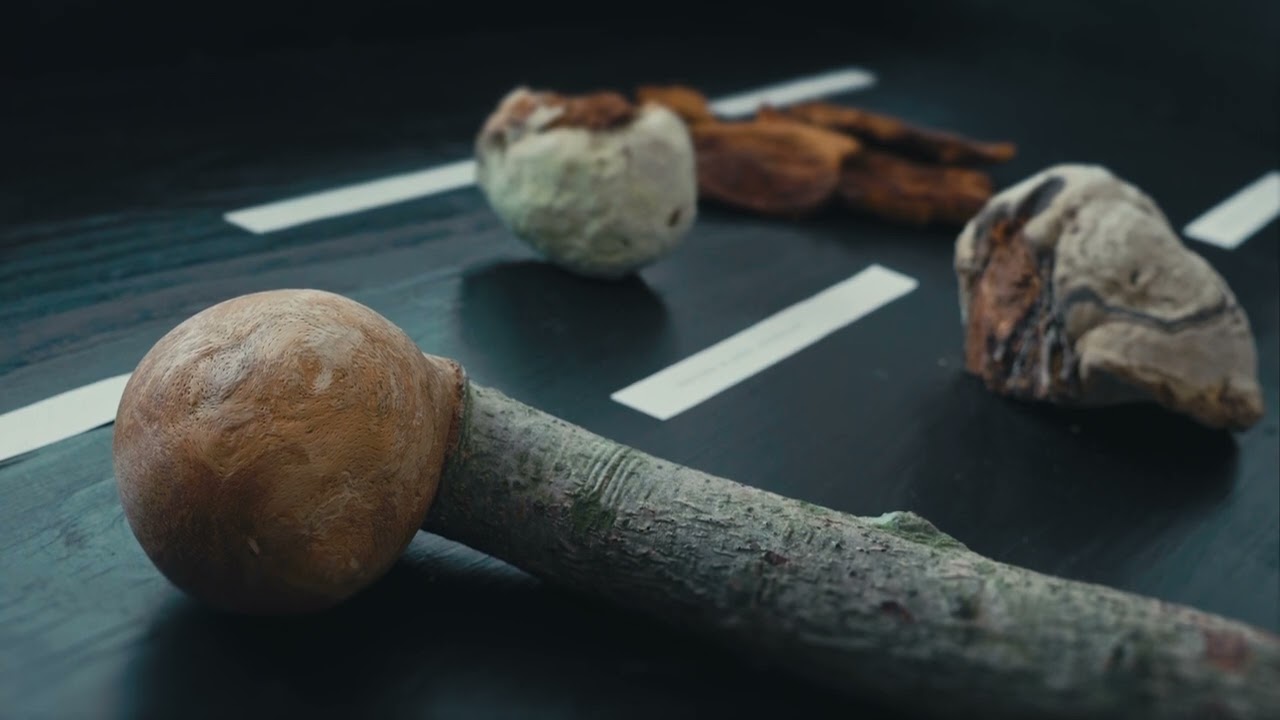 Dětská galerie Lapidárium / Marie Ladrová: Fungus Regnum