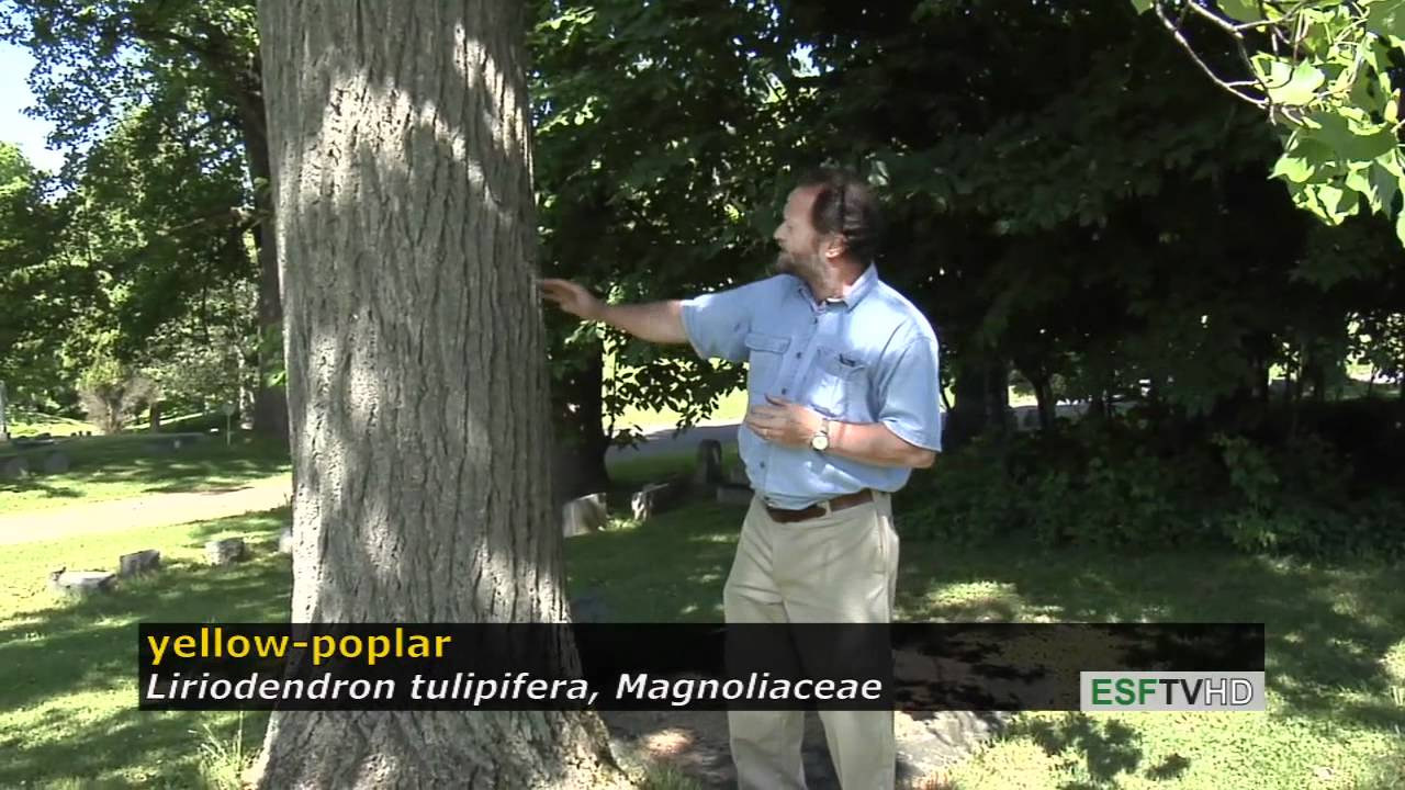 Trees with Don Leopold - yellow-poplar
