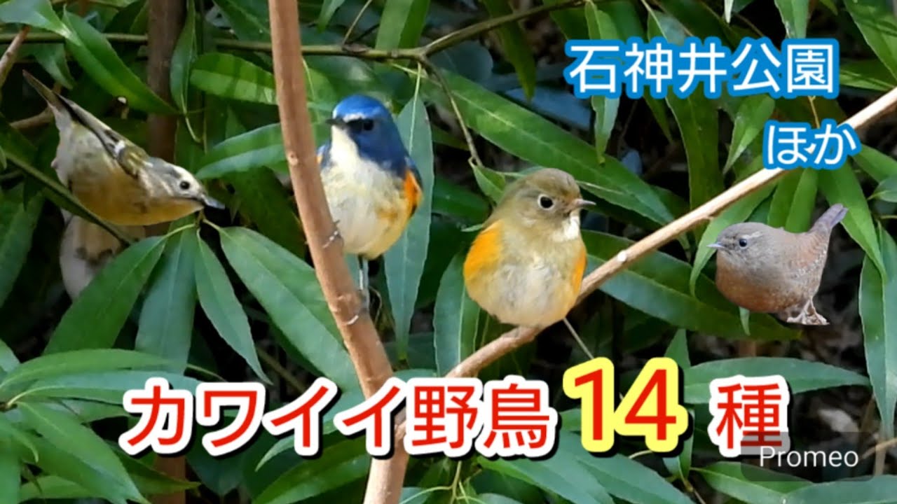 石神井公園他　カワイイ野鳥14種　ルリビタキ２羽　ミソサザイ　キクイタダキ　2月中旬