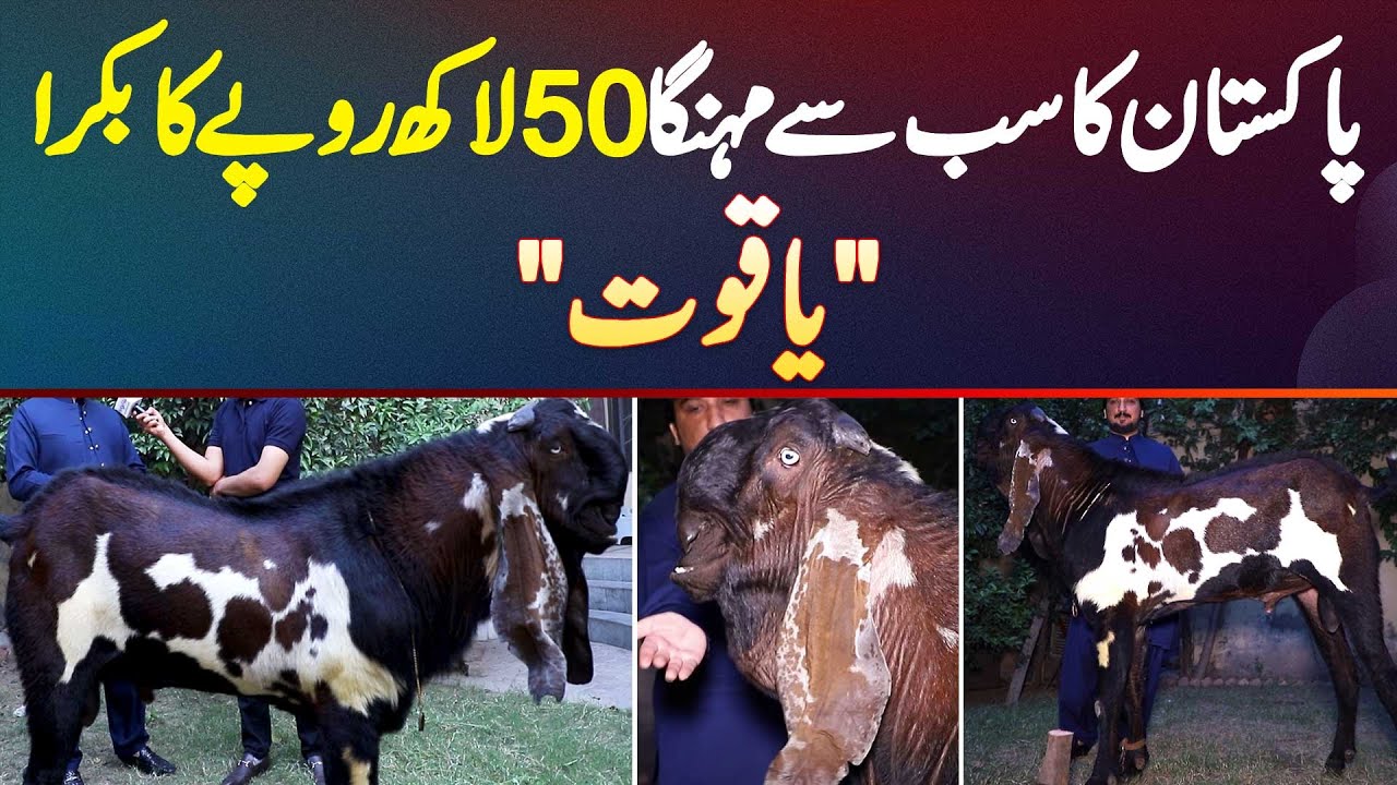 Pakistan Ka Sab Se Bara Aur Mehnga Bakra Yaqoot - Price 50 Lakh - Breed Konsi Aur Kiya Khas Bat Ha?