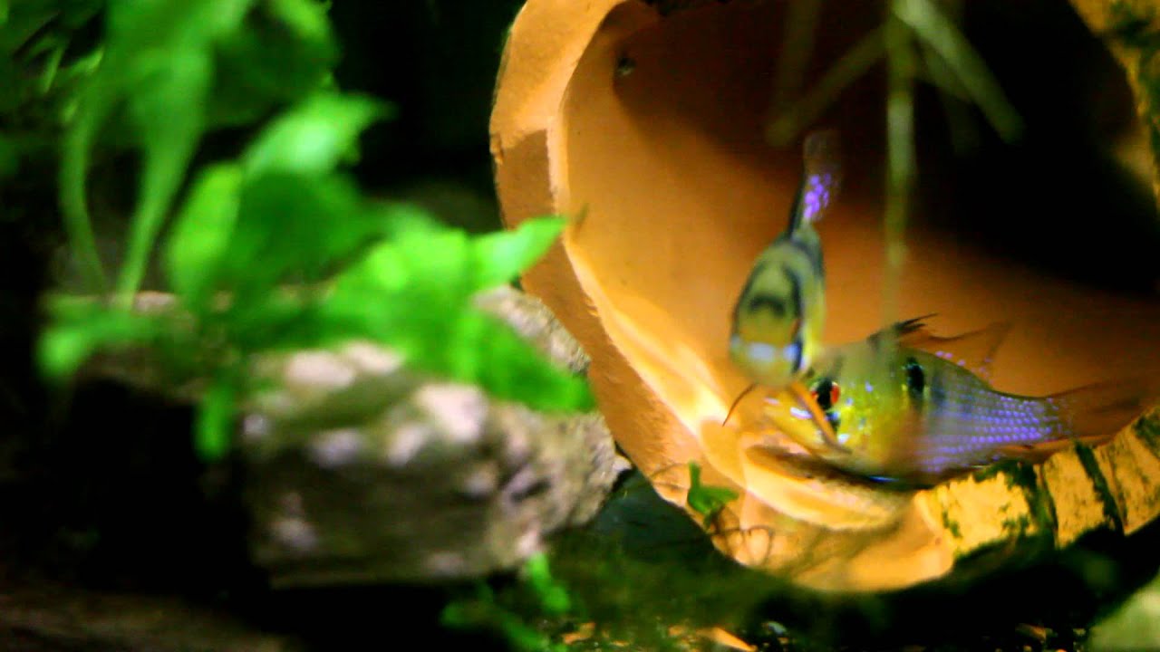 La aventura de la acuariofilia (Cría de Apistograma ramirezi)