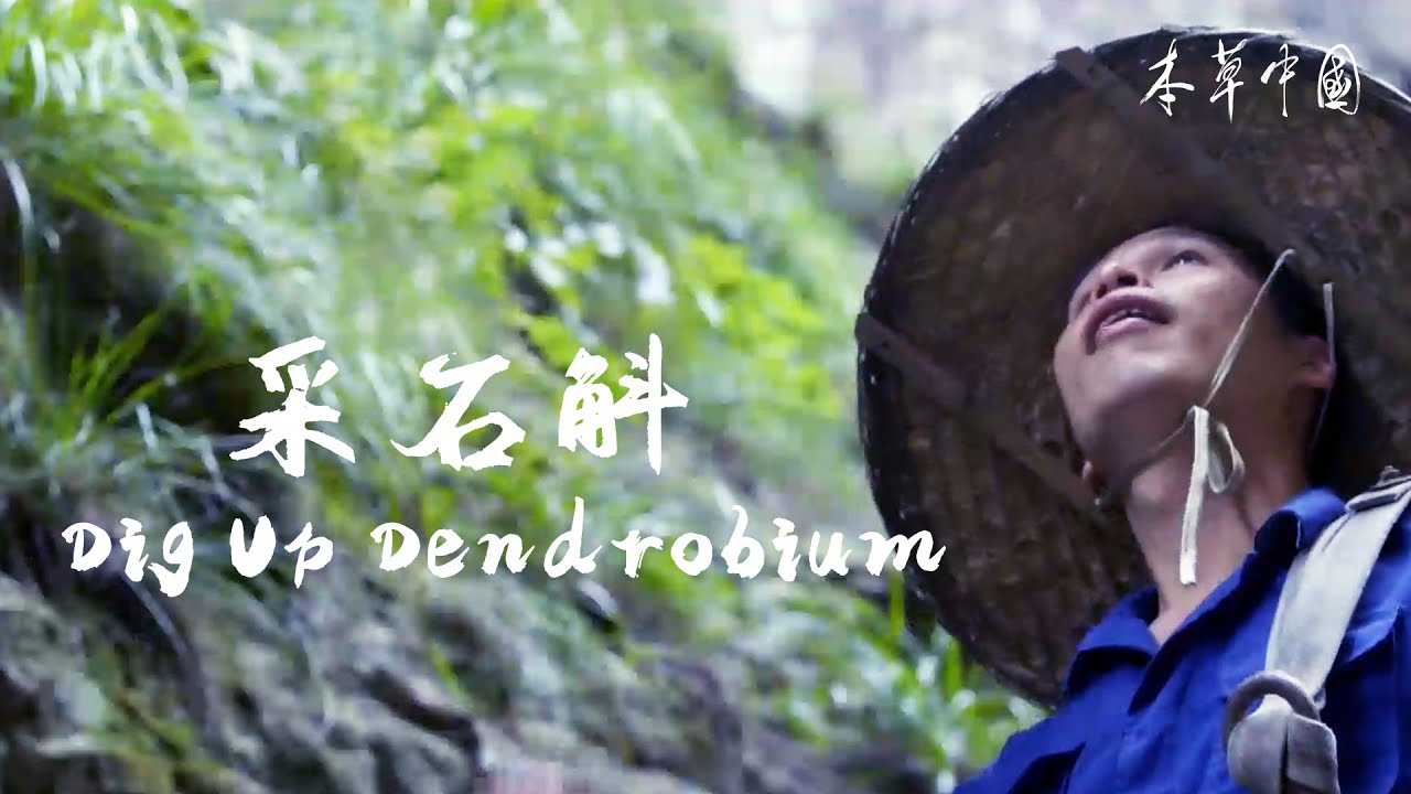 最后一代野生石斛采摘者【本草中国The tale of Chinese medicine】