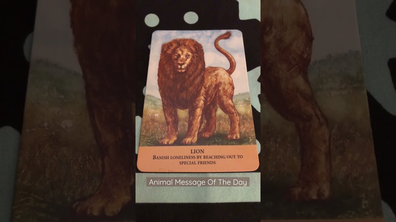 🦁Animal Message🦁 #AnimalMessages #Message #Timeless #AnimalGuides #Cards #PositiveVibes
