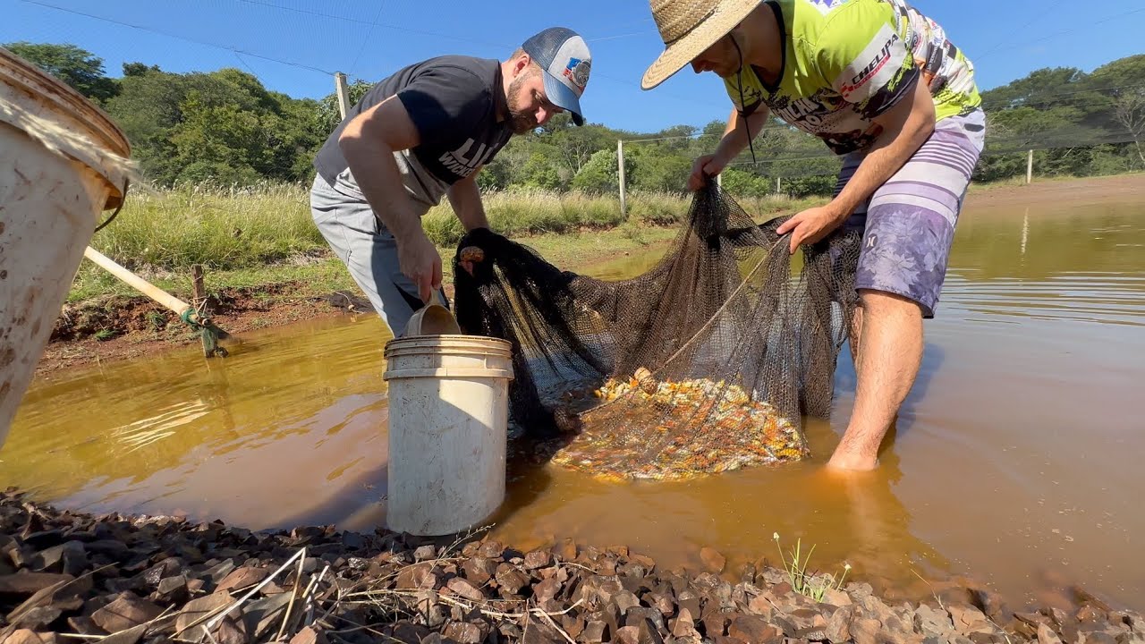 O que fazer com tanto peixe?