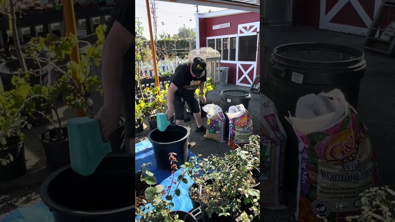 Chris’s  Corner: Blueberry uppotting and more. 