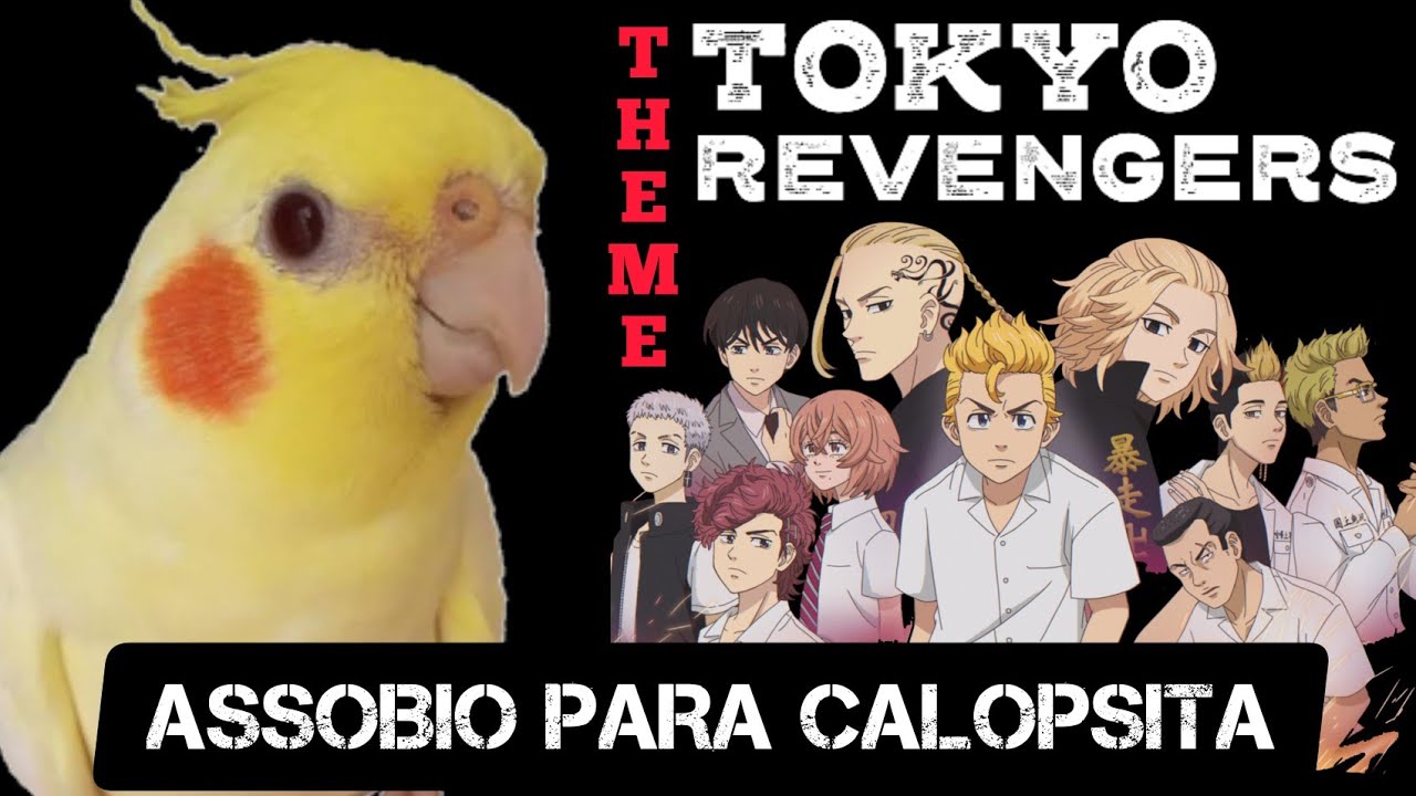 ASSOBIO PARA CALOPSITA - CRY BABY - TEMA DE TOKYO REVENGERS [Cockatiel singing]