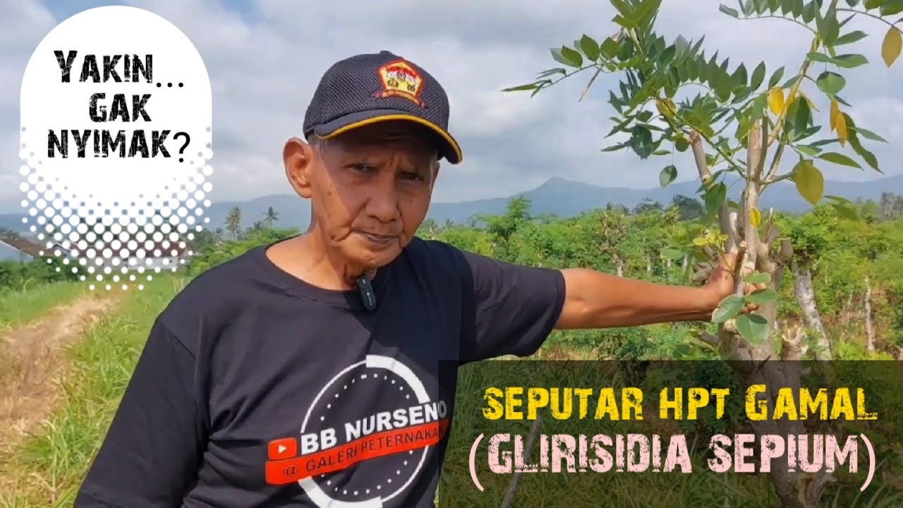 MENGENAL TANAMAN GAMAL (GLIRISIDIA SEPIUM)-LEGUM TINGGI PROTEIN