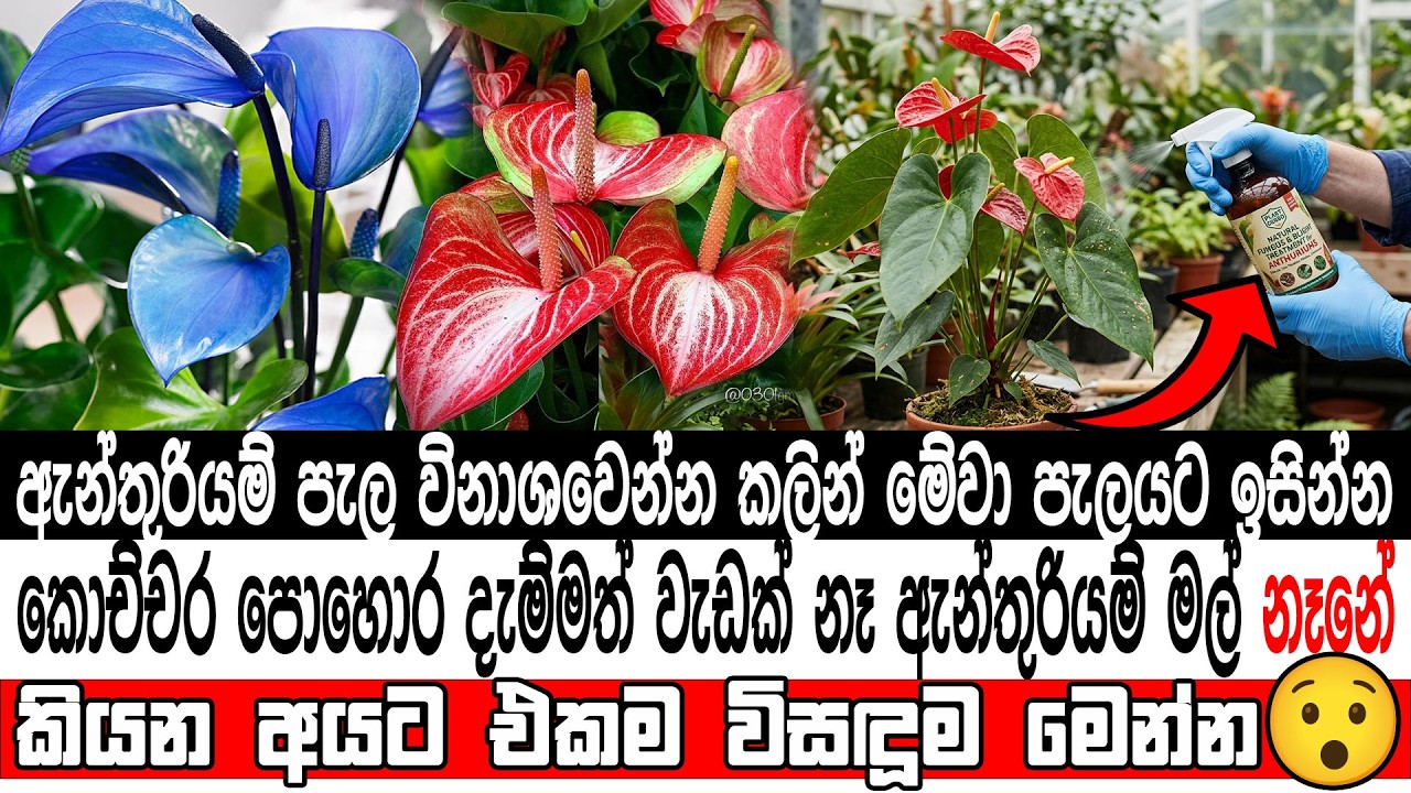 ලෙඩ නැතුව ගහ පිරෙන්න ඇන්තුරියම් මල් ගන්න හැටි|anthurium plant care|anthurium wagawa|anthurium