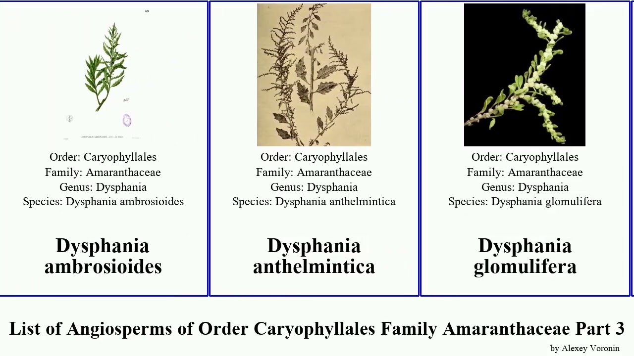 List of Angiosperms of Order Caryophyllales Family Amaranthaceae Part 3 dysphania chenopodium cock