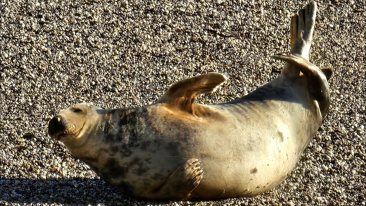 Grey Seal in Kingsand, Cornwall
