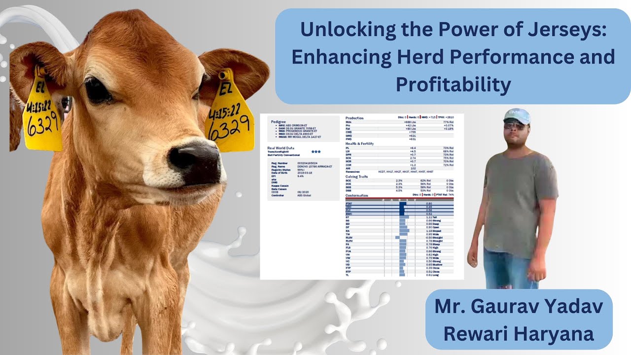 Unveiling the Importance of Jersey Breed in the herd
