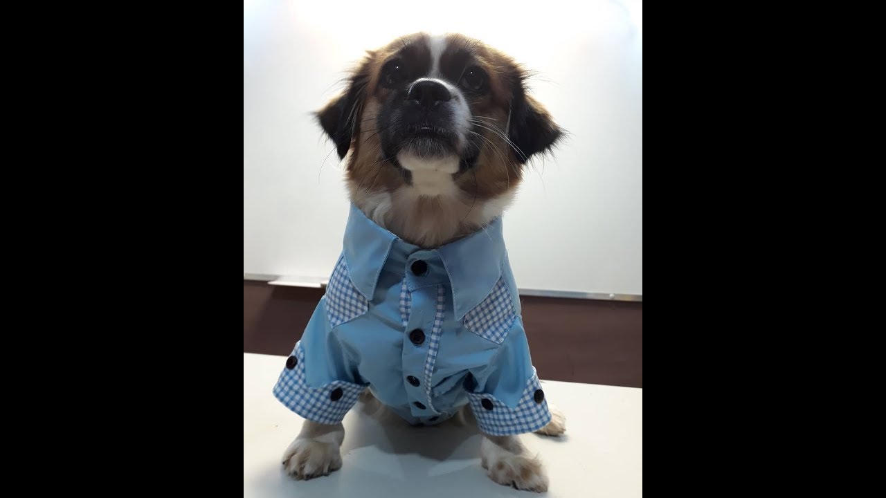 Como fazer camisa para cachorro