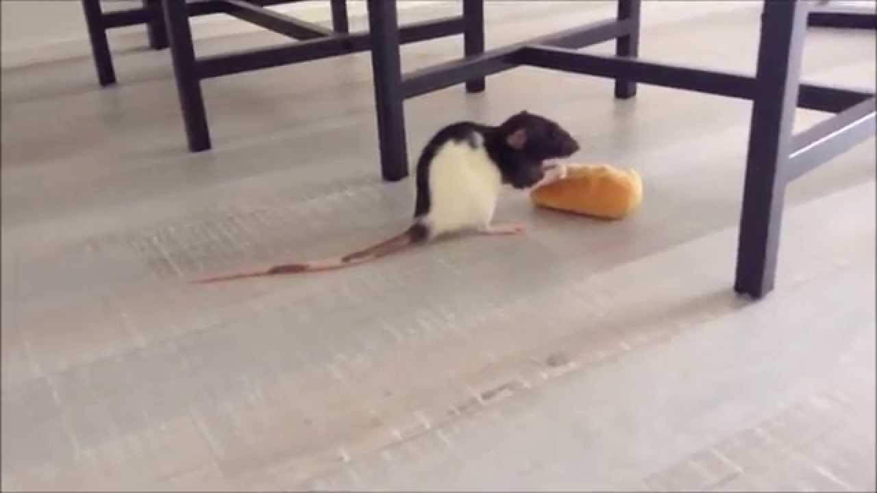 Morning crime. This rat stole my bread