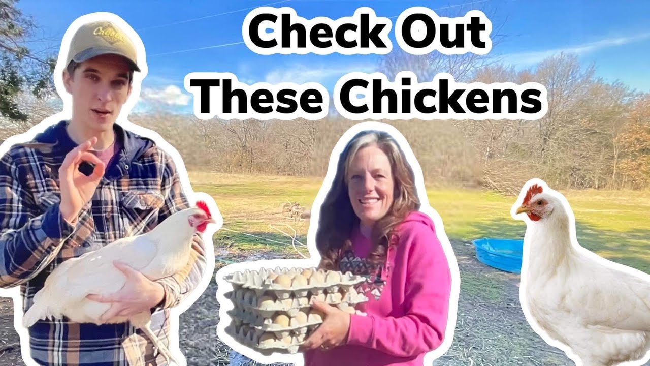 Headed To The Eldredge Fam To Pick Up 97 American Bresse Chicken Eggs