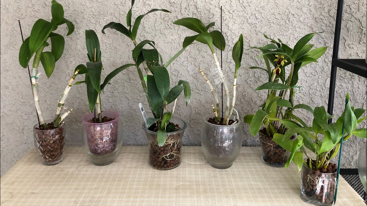 兰花 - 石斛兰换盆和几种不同浇水方法 Different watering methods for different growing media for dendrobium