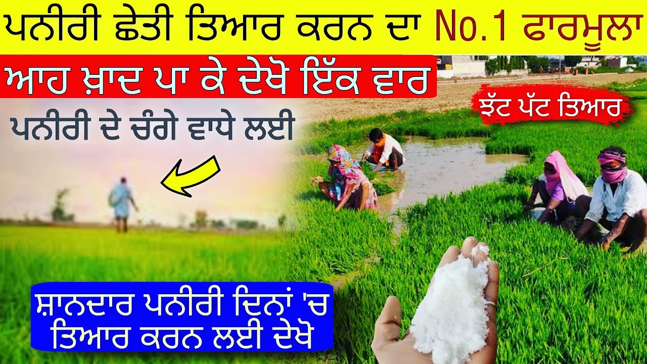 ਝੋਨੇ ਦੀ ਸਿਰਾਂ ਪਨੀਰੀ ਏਦਾ ਕਰੋ ਤਿਆਰ / paddy nursery best fertilizers