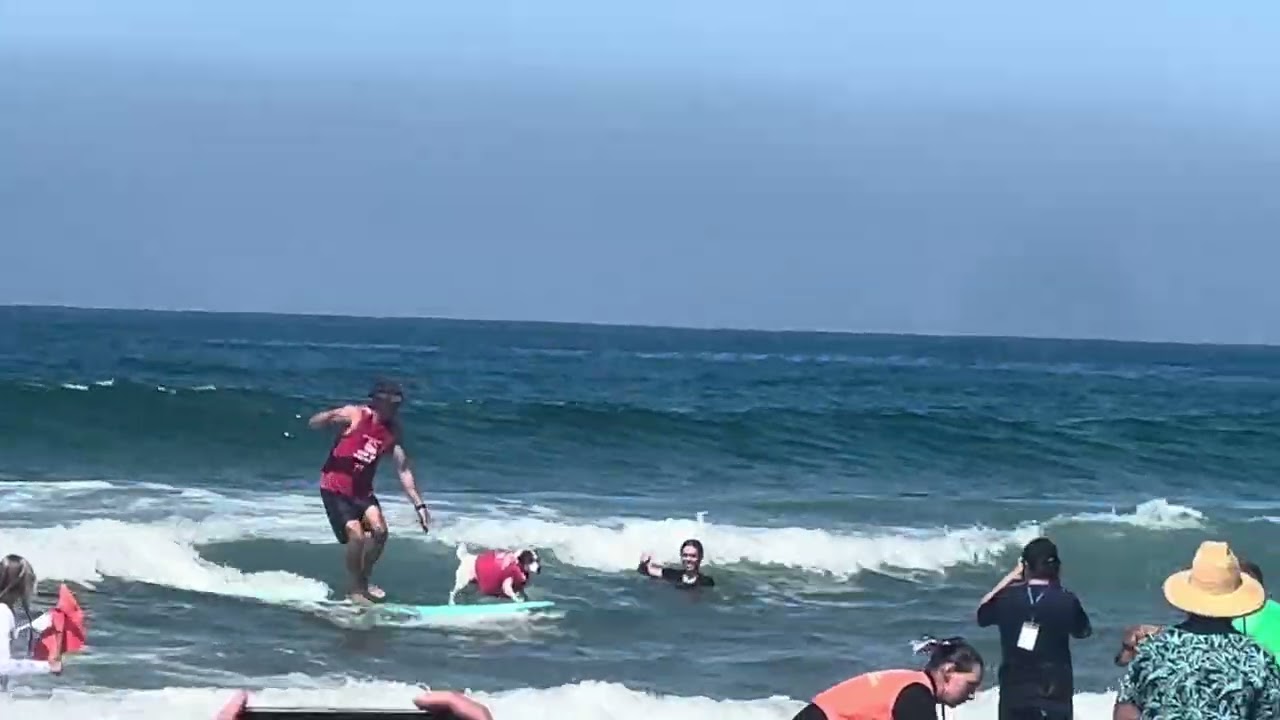 Retriever Surfing USA. 🐕‍🦺♥️♥️#puppy #fun
