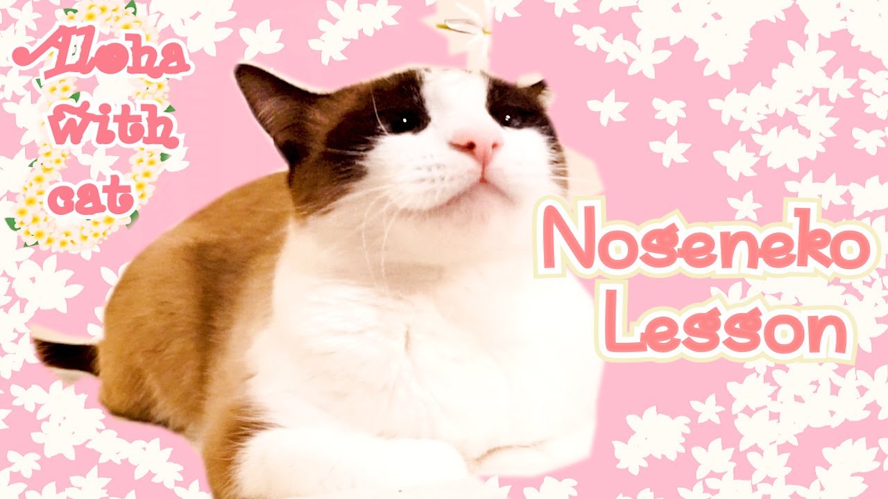 【のせ猫】今日ものせ猫やらされるシャム猫 Noseneko