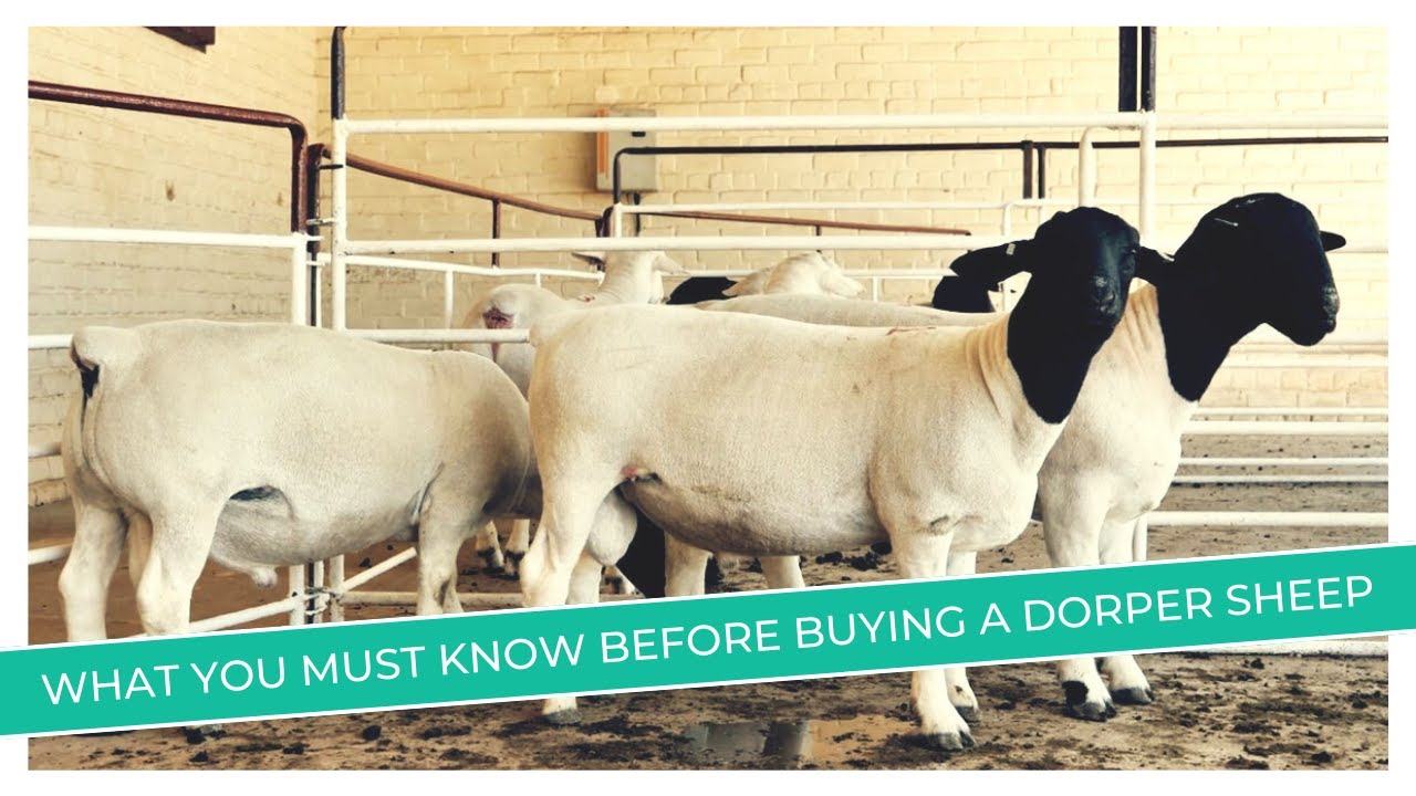 Dorper Sheep Price Revealed | Discover the Factors That Affect Prices!