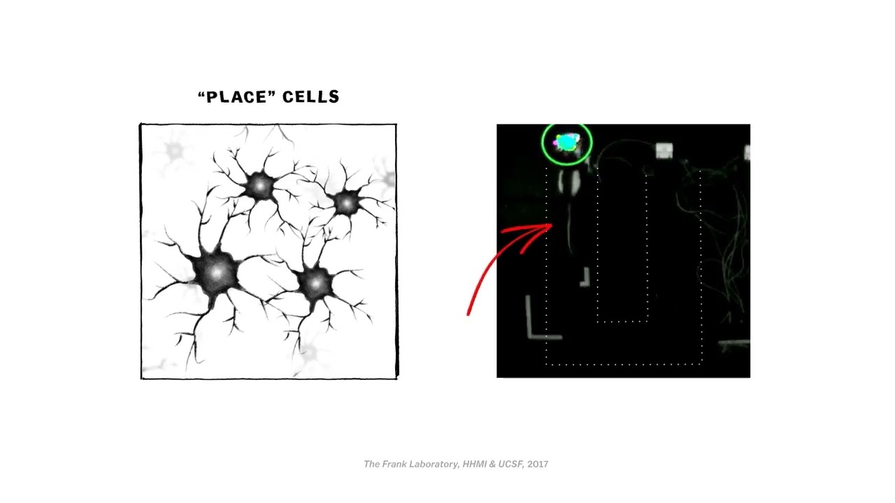 The Role of Place Cells in the Hippocampus