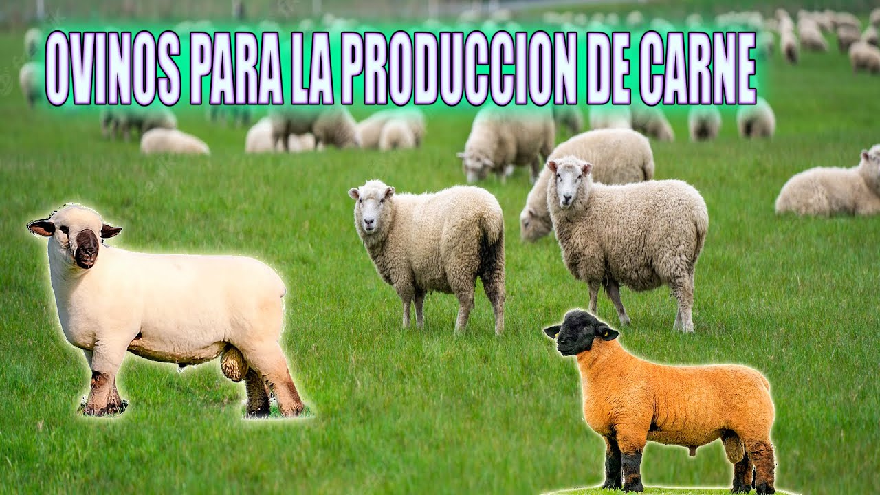 TOP5 - LAS MEJORES RAZAS PARA La Produccion De Carne