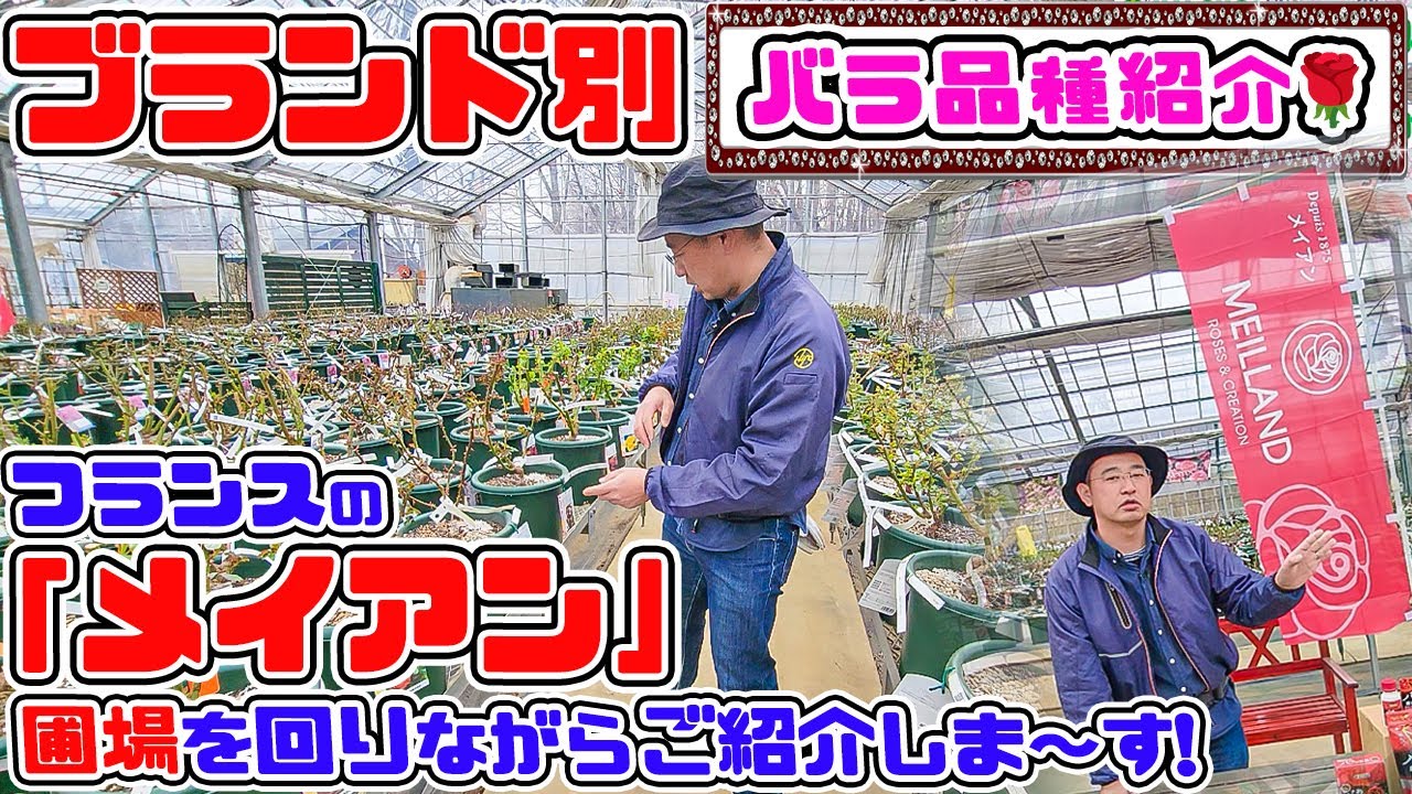 【ブランド別バラ紹介🌹】圃場を回りながらご紹介します!【メイアン編】バラ専門店店長・高木大輔さん
