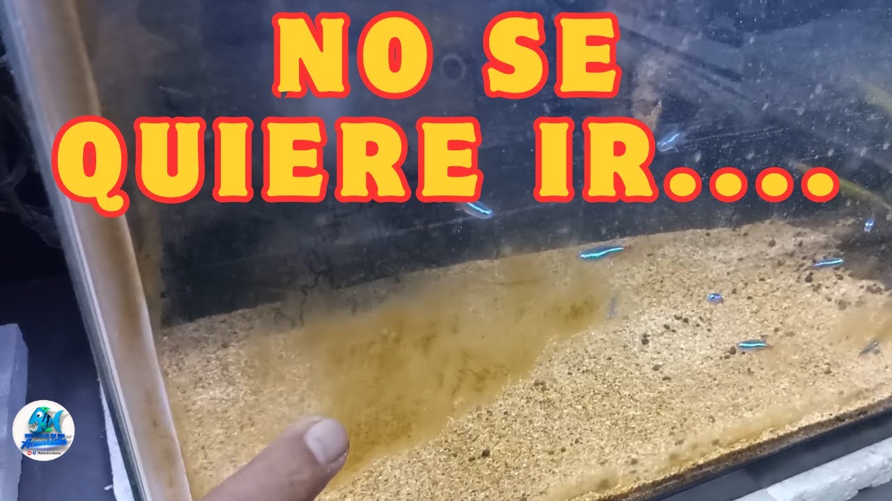 DIA DE MANTENIMIENTO ALGA (Alga Marron persistente)