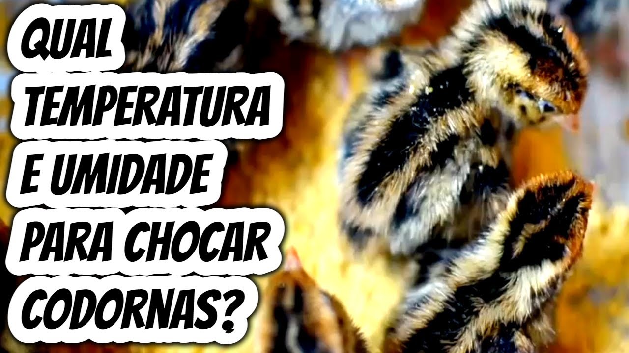 Qual a temperatura ideal para chocar Ovos de codorna na chocadeira? Qual umidade para incuba&ccedil;&atilde;o?