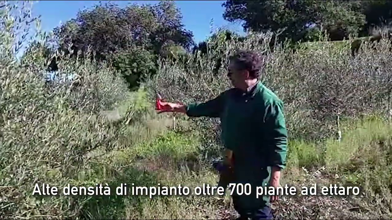 OLIVO 