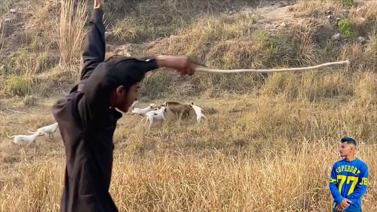 Dog Hunting | Soor ka Shikar | Boar Hunting for life | Shikar in Pakistan | kuttay ki 😭deth Ho gai