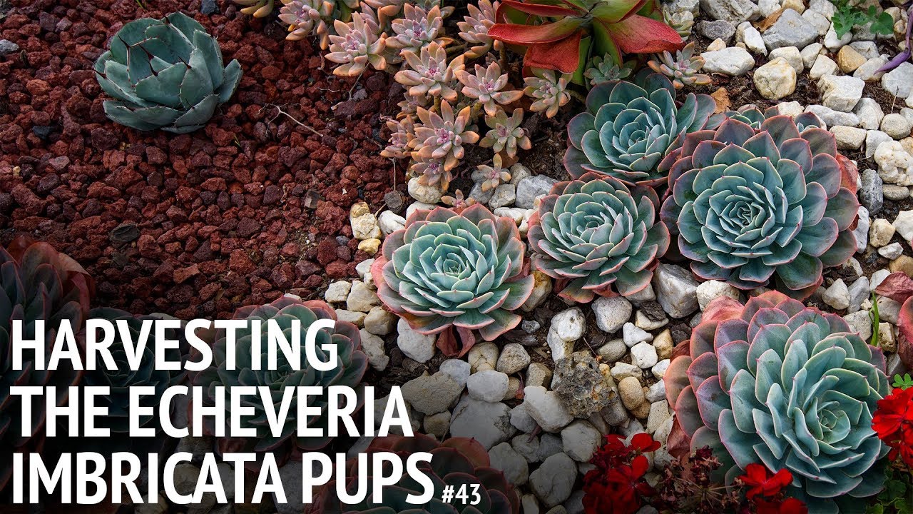#43 Harvesting the echeveria imbricata pups