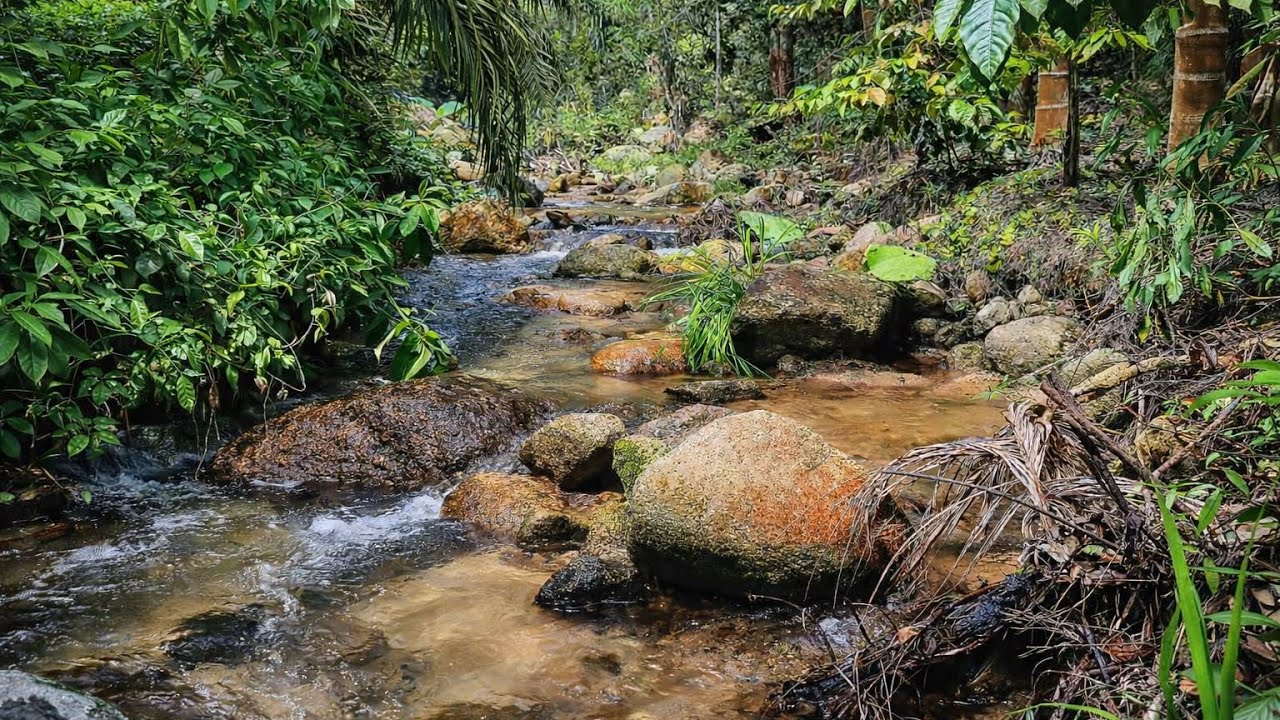 Peaceful Jungle River Sounds for Deep Sleep | 1 Hour Nature Relaxation